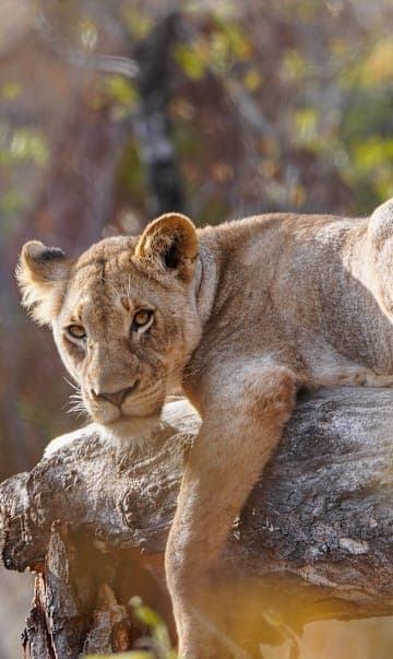 The Garden Route meets the Big Five