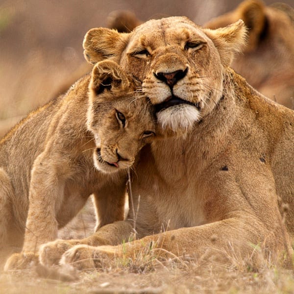 South Africa road trip: From a safari to the Garden Route