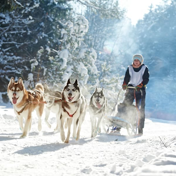 Finnland Signature: Polar Lights im Nature Igloo