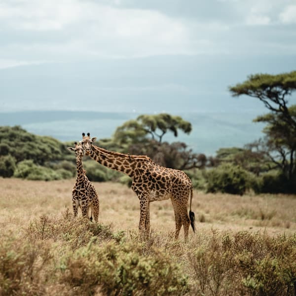 Tansania & Sansibar: Glamping unter den Big Five