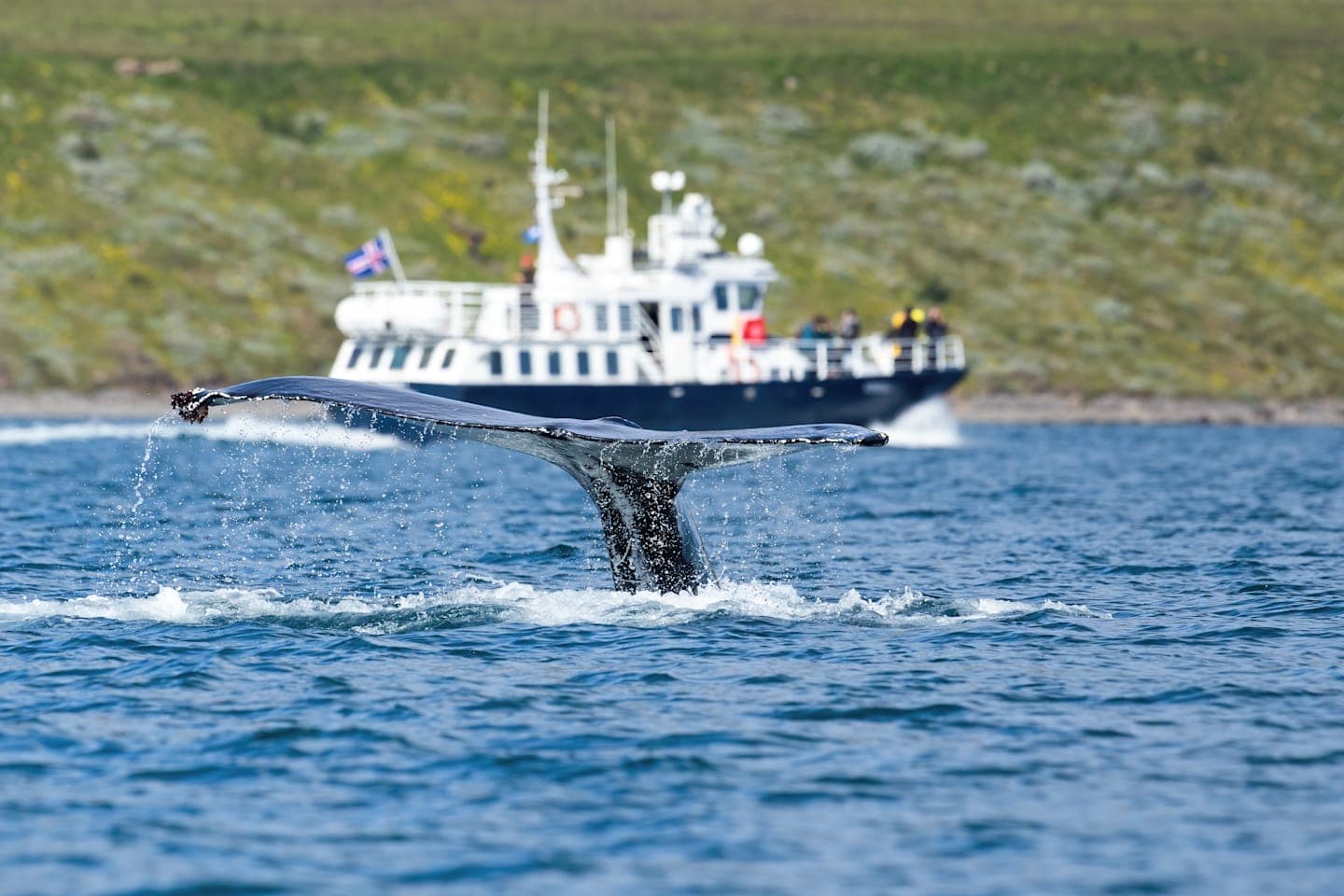 Whale Watching Tour durch den Eyjafjörður Fjord thumbnail