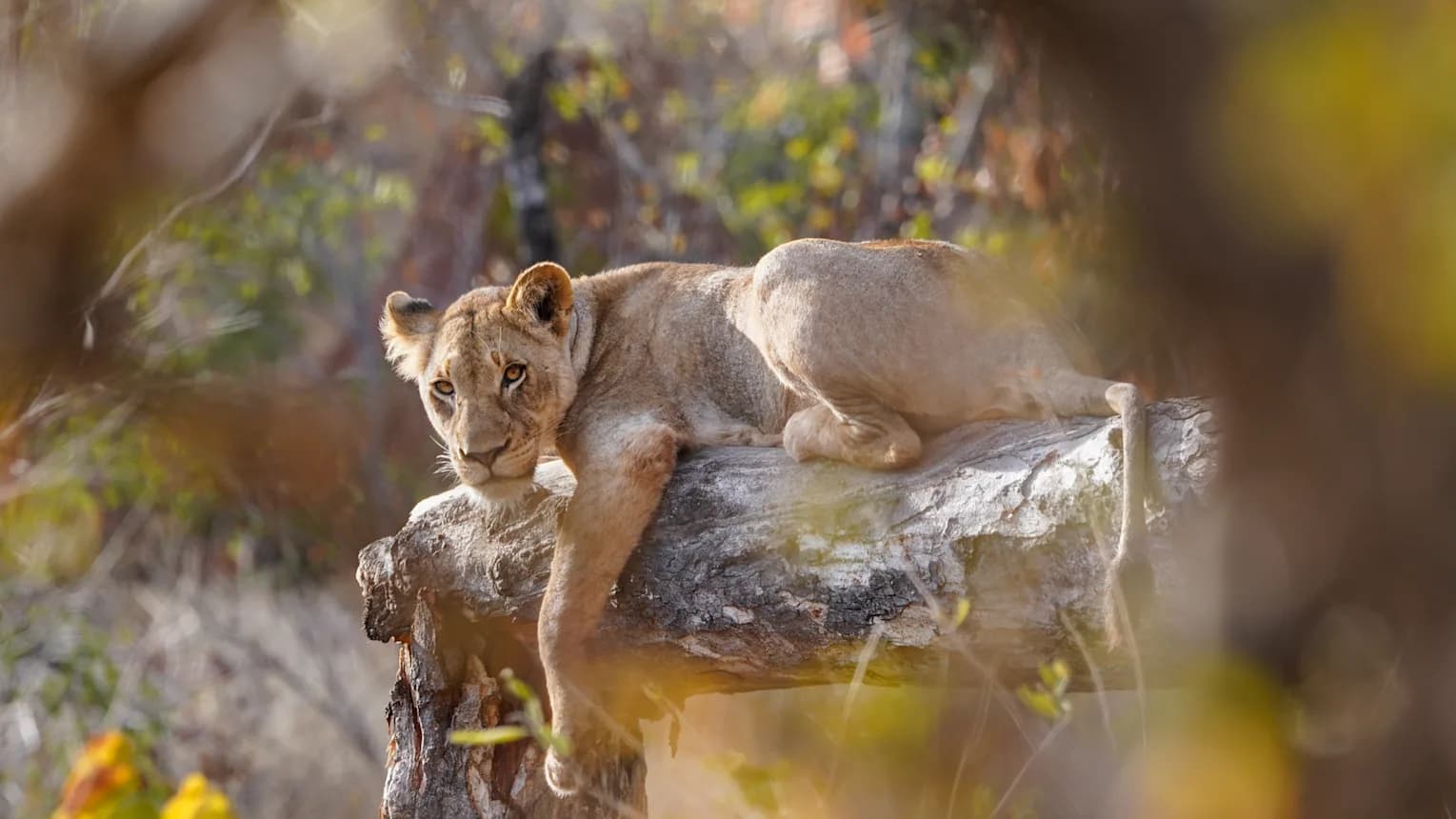 Garden Route trifft Big Five