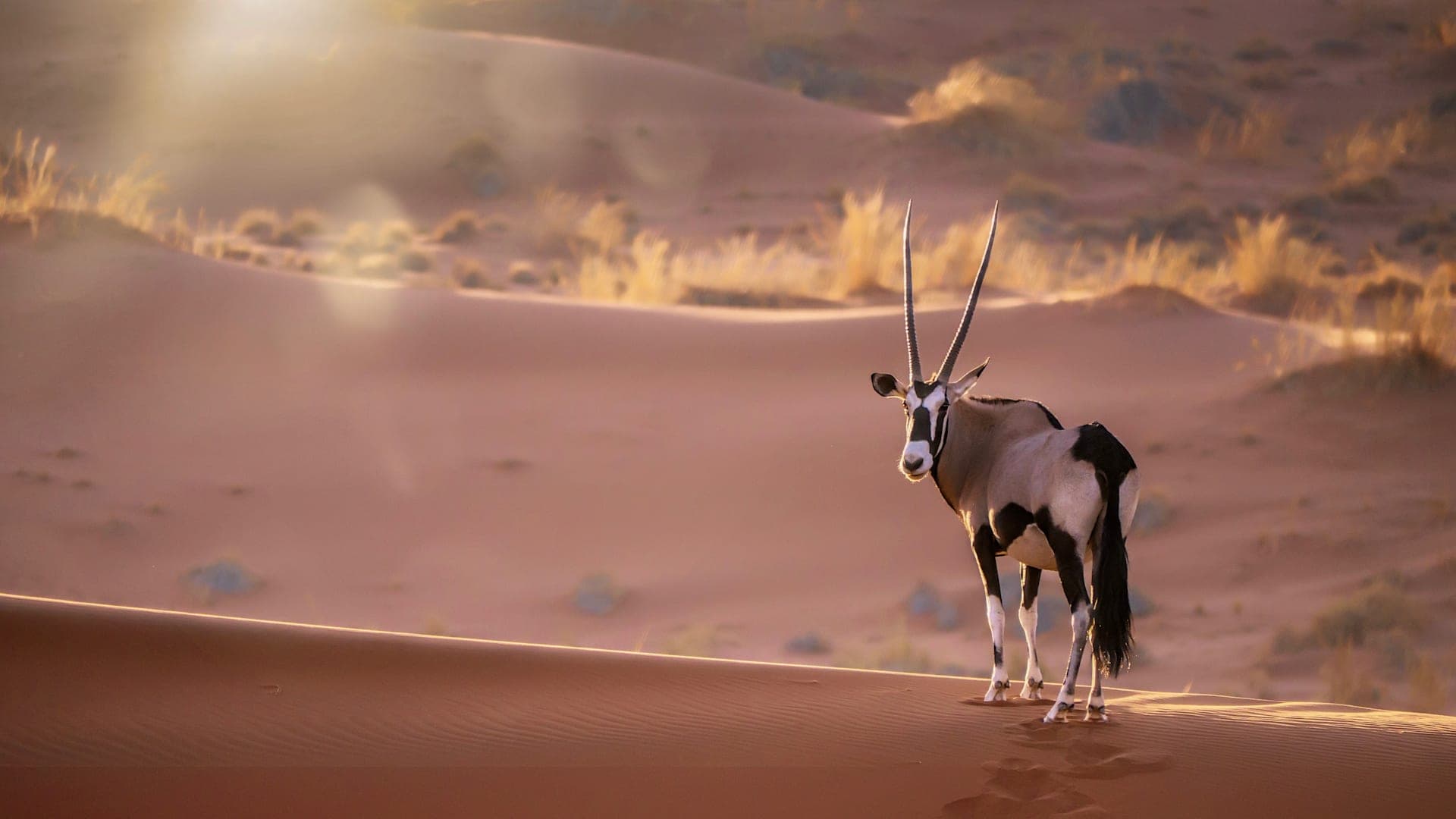 Wüsten Roadtrip & Big Five