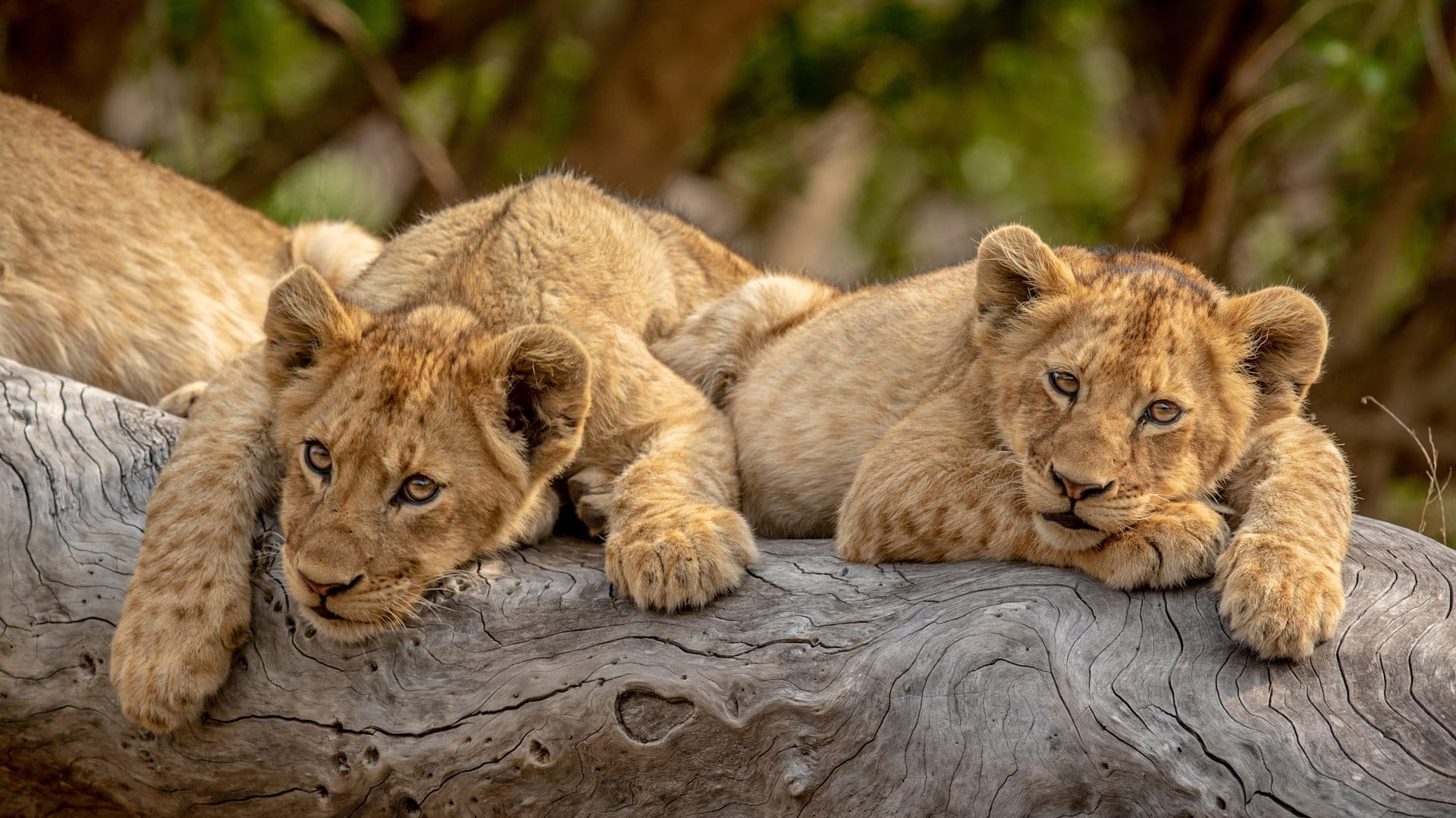 Safari, Wüsten & Inselabenteuer