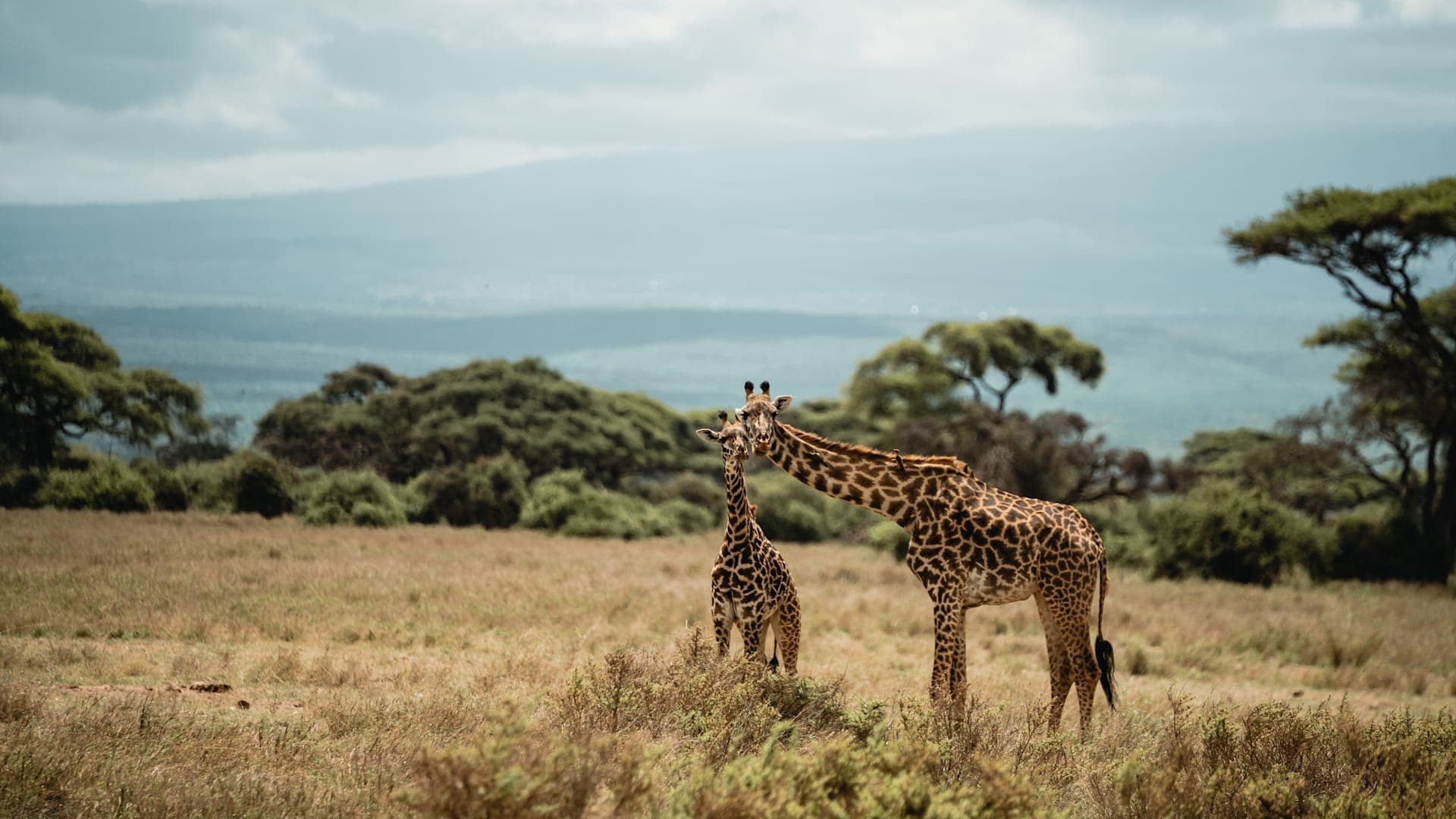 Safari, Sansibar & Kilimandscharo