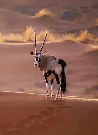 Wüsten Roadtrip & Big Five