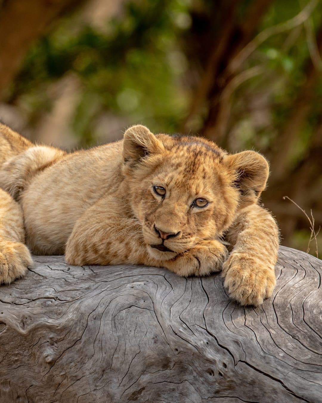 Safari, Wüsten & Inselabenteuer