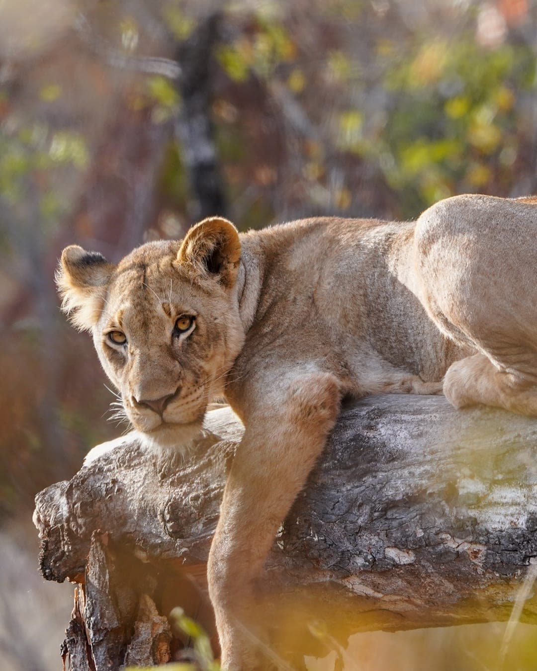 Garden Route trifft Big Five