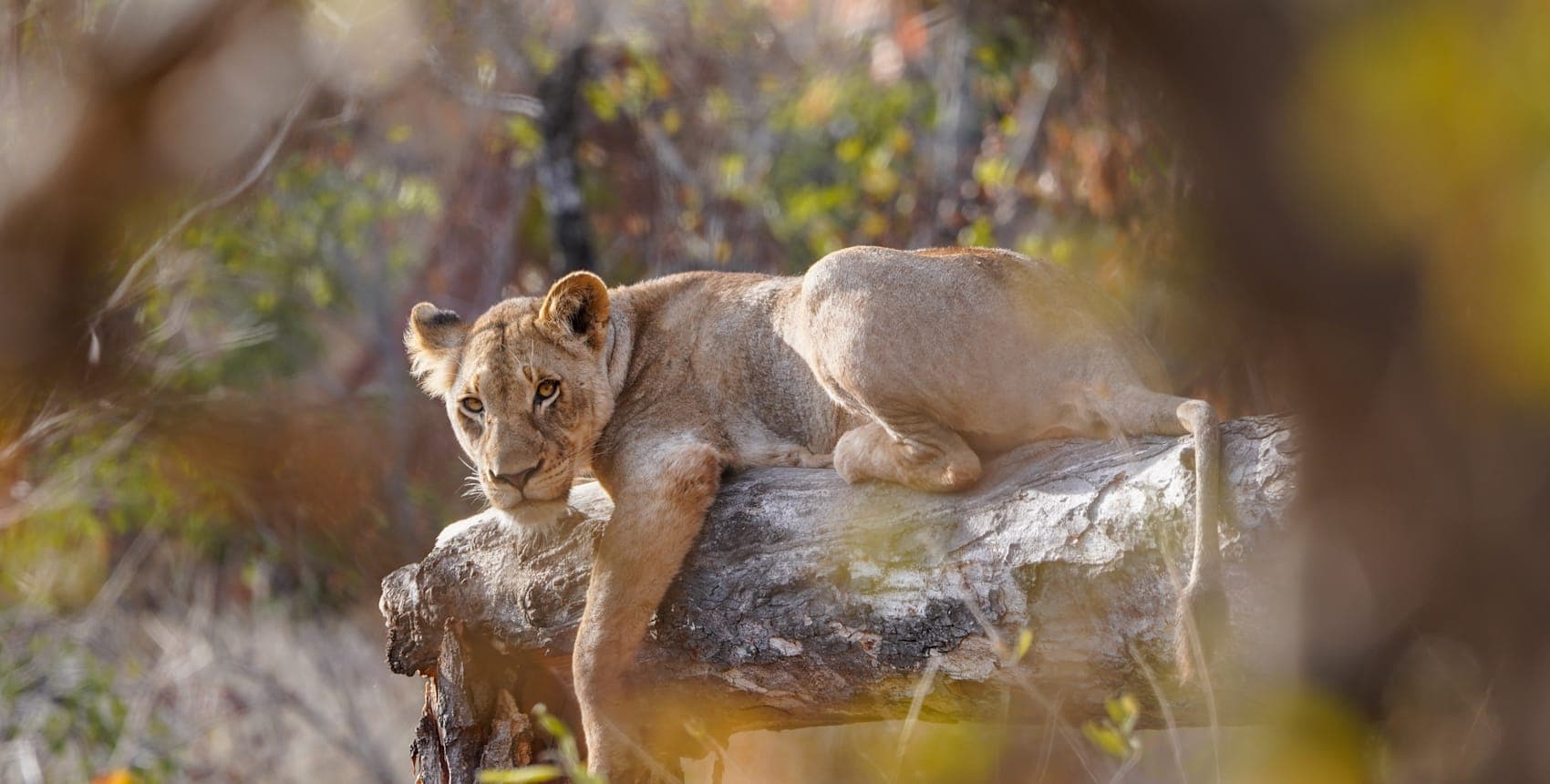 The Garden Route meets the Big Five