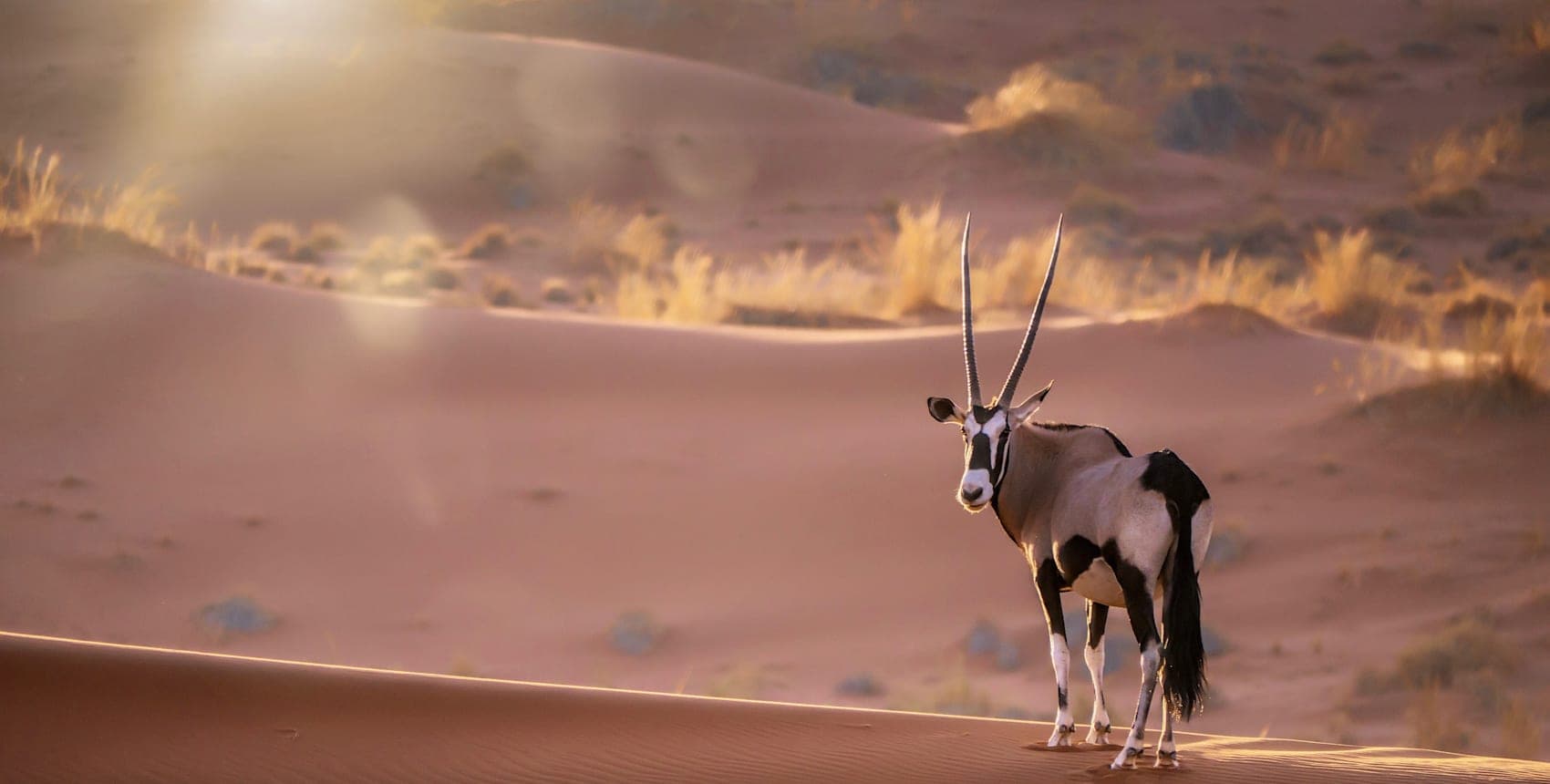 Desert road trip and Big Five
