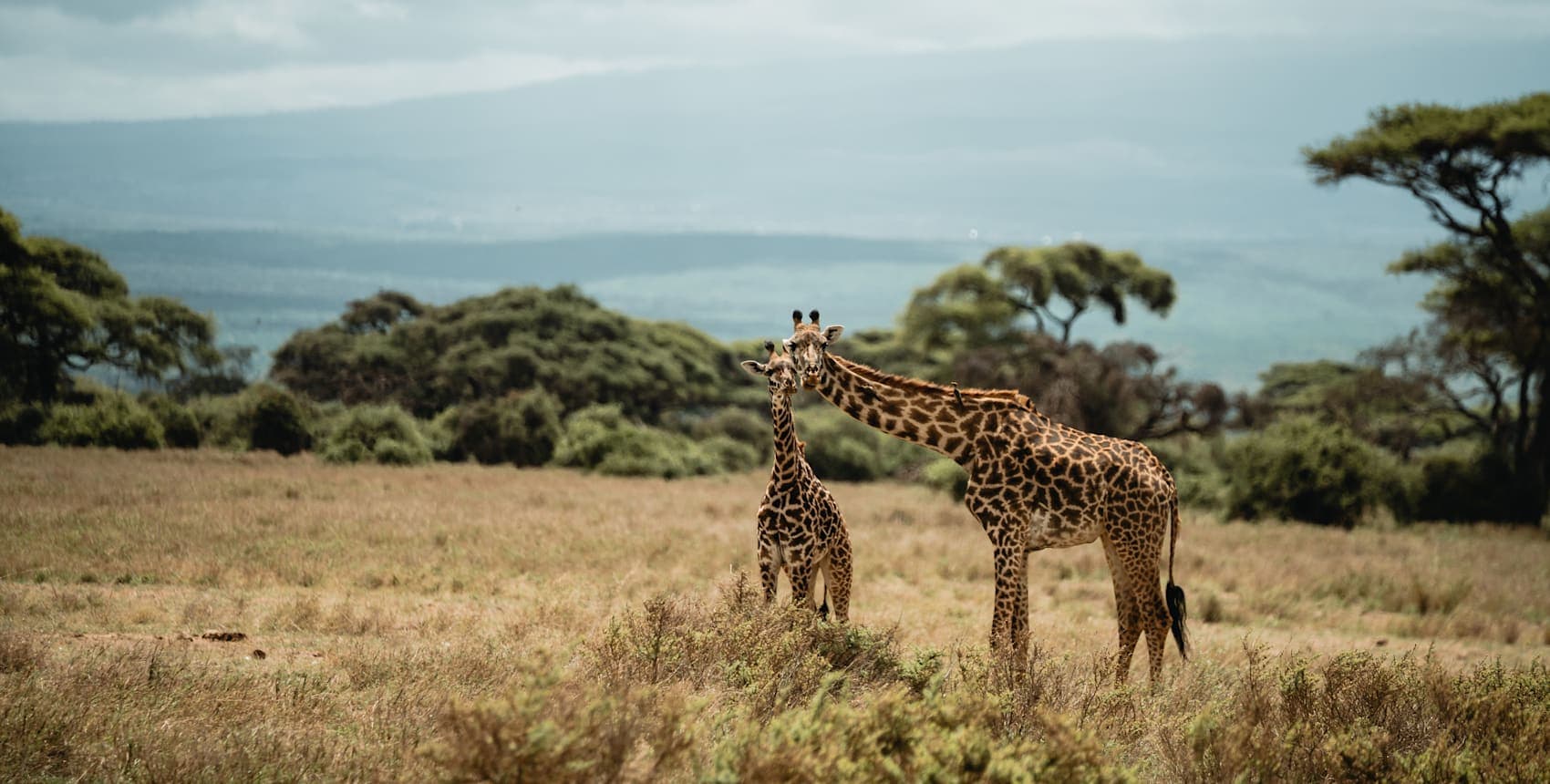 Safari, Zanzibar and Kilimanjaro