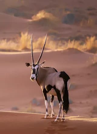 Desert road trip and Big Five